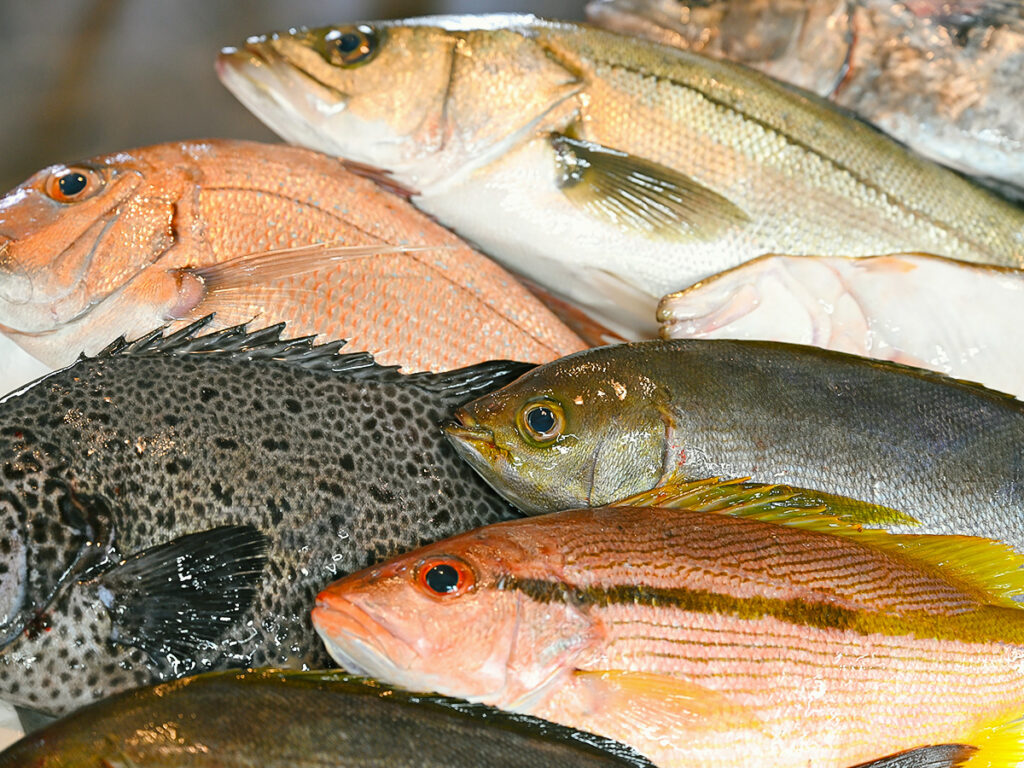 山陰で採れた新鮮な魚介
